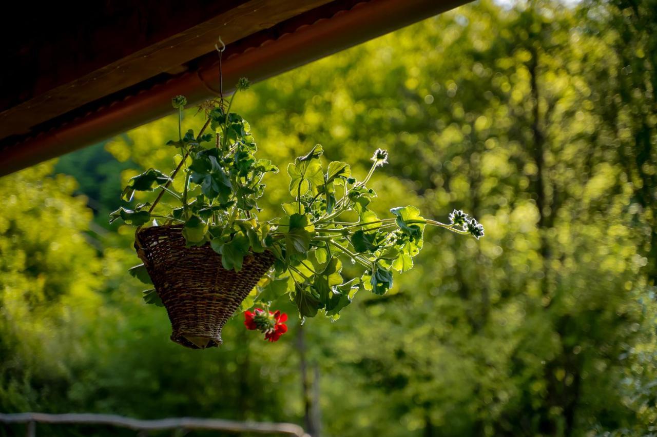 Parkside Vila Odorheiu Secuiesc Dış mekan fotoğraf